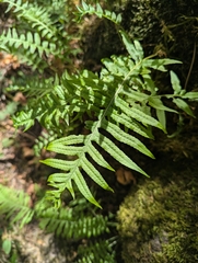 Polypodium glycyrrhiza, photograph (c) Rachel Stringham, some rights reserved (CC BY)
