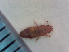Coleoptera