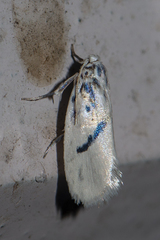 Comocritis cyanobactra