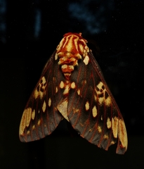 Citheronia brissotii