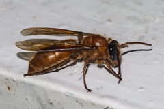 Provespa barthelemyi