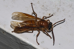 Provespa barthelemyi