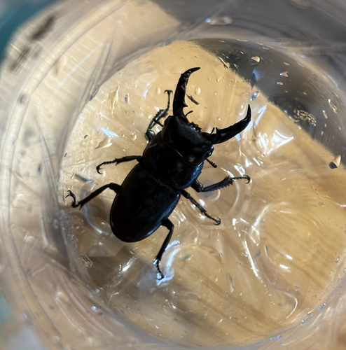 Serrognathus titanus castanicolor