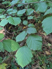 Corylus cornuta
