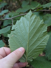 Corylus cornuta, photograph (c) Rachel Stringham, some rights reserved (CC BY)