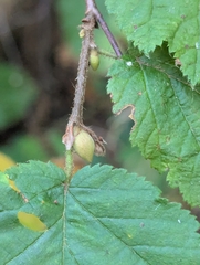 Corylus cornuta, photograph (c) Rachel Stringham, some rights reserved (CC BY)