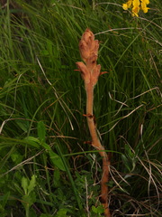 Orobanche teucrii
