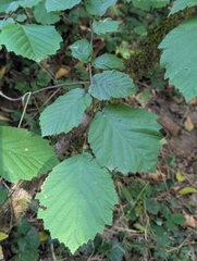 Corylus cornuta, photograph (c) Rachel Stringham, some rights reserved (CC BY)