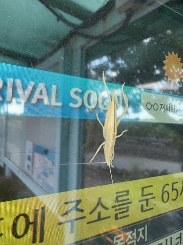 Irritating Grasshopper