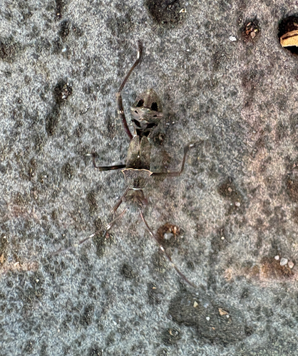 Riptortus pedestris