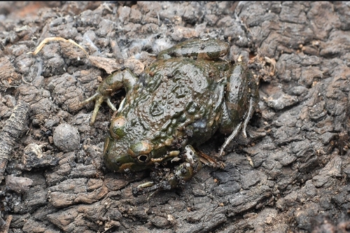 Spotted Marsh Frog