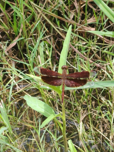Common Parasol