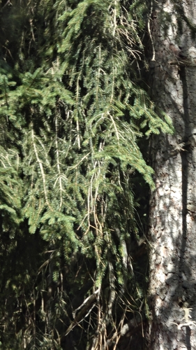 Norway spruce