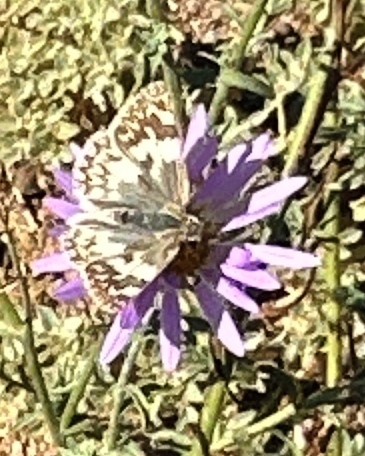Northern White-Skipper