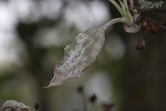 Podosphaera leucotricha