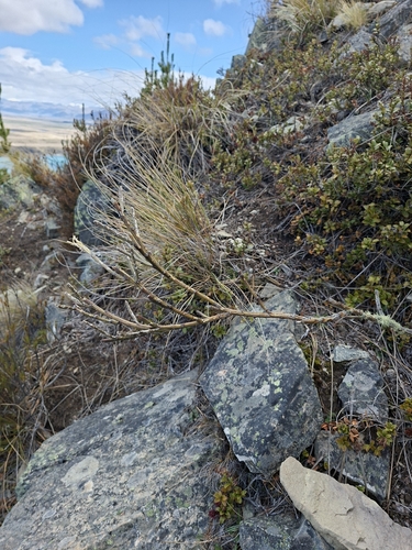 Carmichaelia crassicaulis observed 2026-09-22