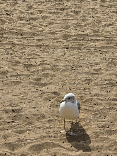 California Gull