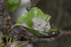 Podosphaera leucotricha