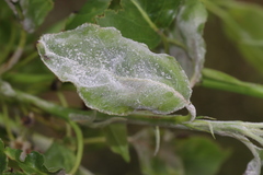 Podosphaera leucotricha