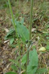 Hieracium lachenalii