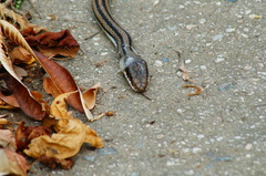 Salvadora lemniscata