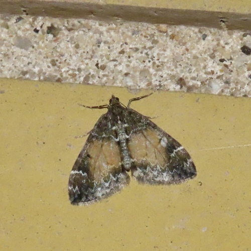 Marbled Carpet Moth