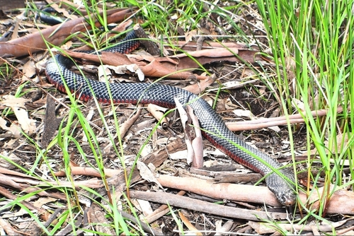 Red-bellied Black Snake