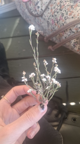 common beard-heath