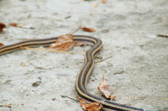 Salvadora lemniscata