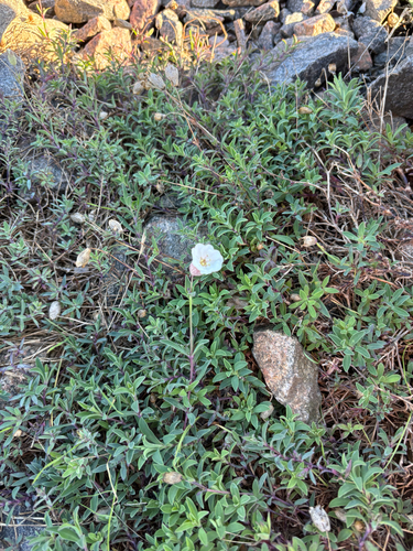 Silene uniflora, photograph 1