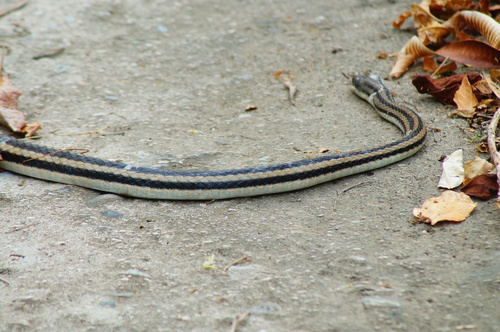 Photo of a Pacific Patchnose Snake (Salvadora lemniscata)