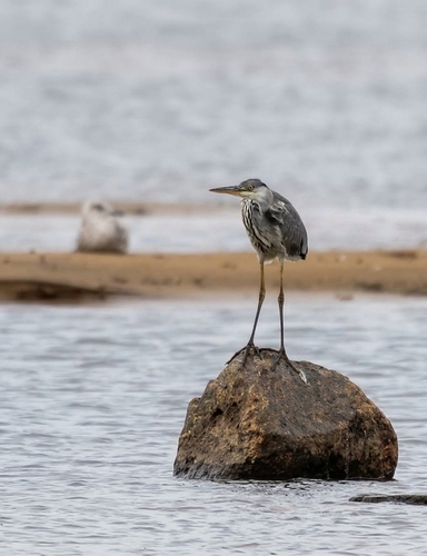Grey Heron