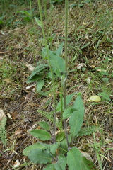 Hieracium lachenalii