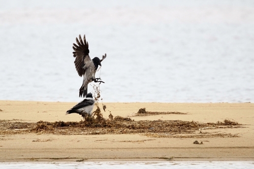 Hooded Crow