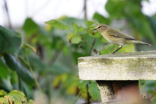 Common Chiffchaff