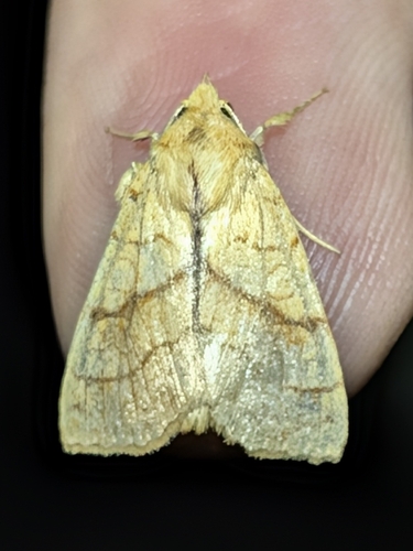 Orange Sallow
