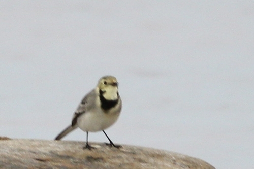 White Wagtail