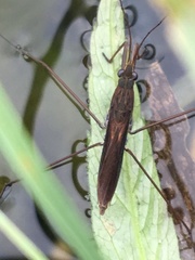 Limnoporus