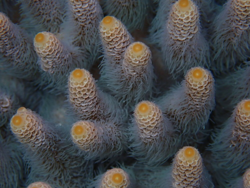 Acropora millepora observed 2026-09-17