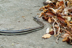 Salvadora lemniscata