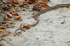 Salvadora lemniscata