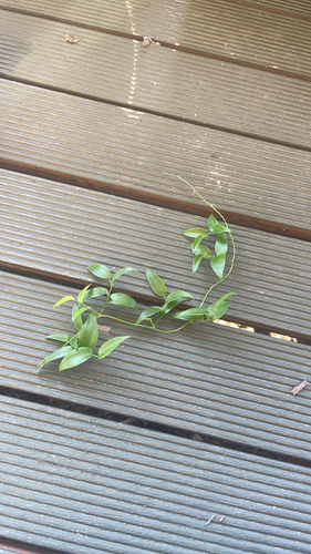 Cape Smilax