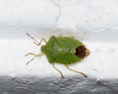 Green Shield Bug