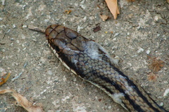 Salvadora lemniscata