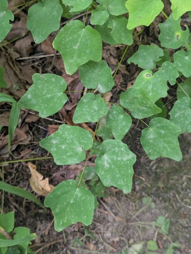 Vancouveria hexandra, photograph 3