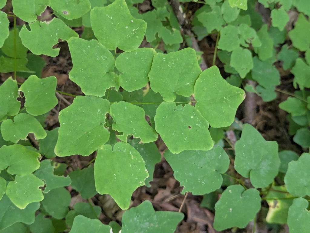 Vancouveria hexandra; photograph (c) Rachel Stringham, some rights reserved (CC BY)