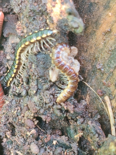 Long-flange Millipede
