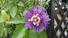 Passiflora