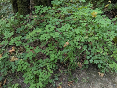 Vancouveria hexandra, photograph 6