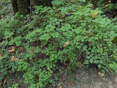 Vancouveria hexandra, photograph (c) Rachel Stringham, some rights reserved (CC BY)